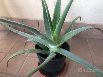 Pianta aloe vera