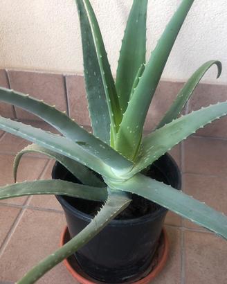 Pianta aloe vera