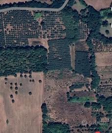 Vendita terreno agricolo