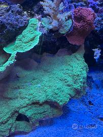 Corallo Acquario Marino Montipora Foliosa Verde