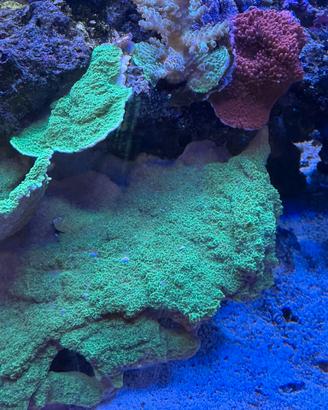 Corallo Acquario Marino Montipora Foliosa Verde