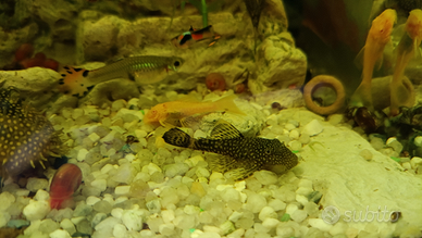 Ancistrus comuni