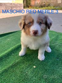 Pastore australiano cuccioli Red merle