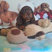 Cucciole bassotto nano/kaninchen pedigree