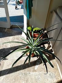 ananas