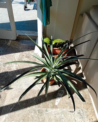 ananas