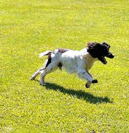 Springer maschio pronto caccia-