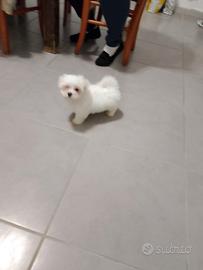 Cuccioli di maltese femmine
