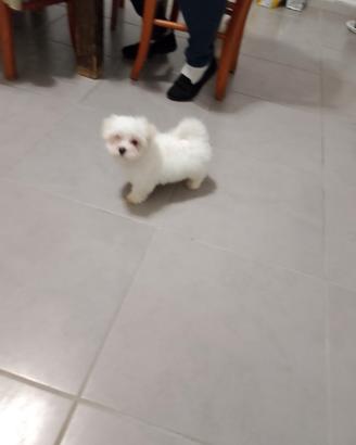 Cuccioli di maltese femmine