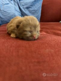 Cuccioli British Shorthair