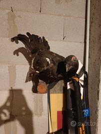 Gallo cedrone