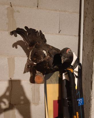 Gallo cedrone