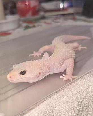 Geco Leopardino