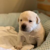 Cucciolo di Labrador Retriever