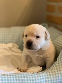 Cucciolo di Labrador Retriever