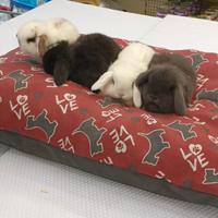 Conigli nani ariete mini lop