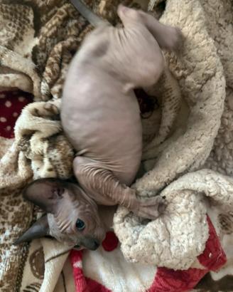 Sphynx
