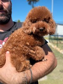 Barboncino Toy 24 cm MASCHIO