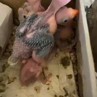 Pulli parrocchetto dal collare