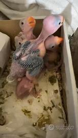 Pulli parrocchetto dal collare