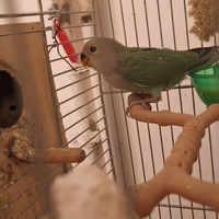 Inseparabili