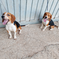 Cane da caccia Beagle