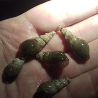 Chiocciole per acquariofilia dolce