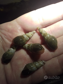 Chiocciole per acquariofilia dolce