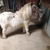 Pony