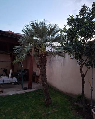 pianta di palma