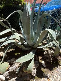 Agave gigante