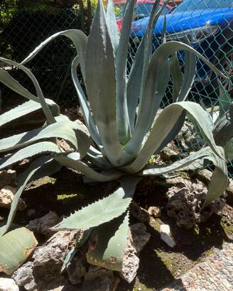Agave gigante