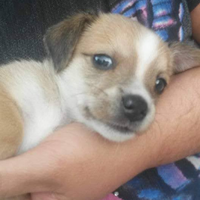 Cucciolo di cane simile a quello delle foto