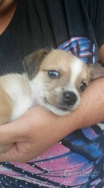 Cucciolo di cane simile a quello delle foto