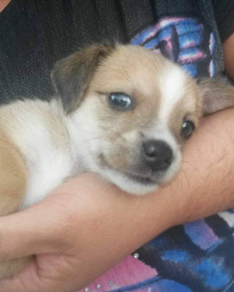 Cucciolo di cane simile a quello delle foto