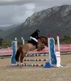 Pony da salto