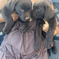 ULTIMI Cuccioli di Labrador Retriever Cioccolato