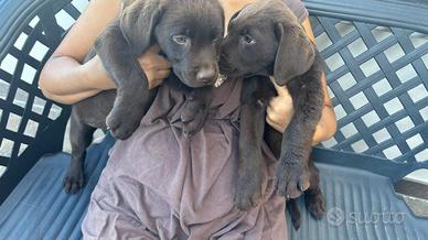 ULTIMI Cuccioli di Labrador Retriever Cioccolato