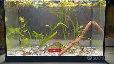 Acquario