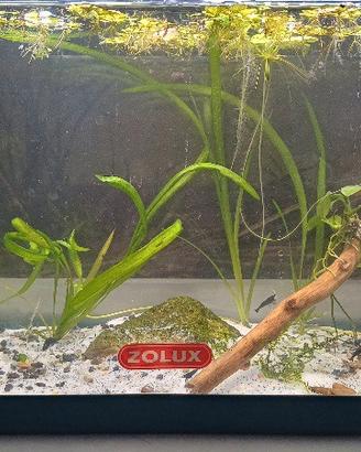 Acquario