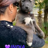 Futura taglia media,mix border/husky,teneri teneri