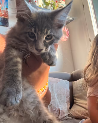 Cucciole maine coon