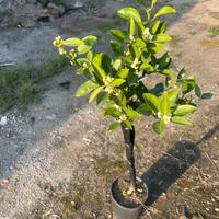 Piante agrumi