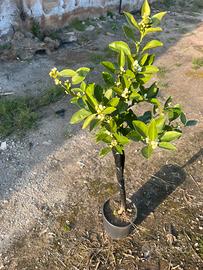 Piante agrumi