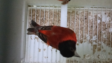 Cardinalini del Venezuela Bruno