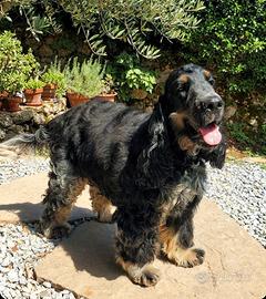 Cocker Spaniel Inglese Tricolore 5 mesi maschio