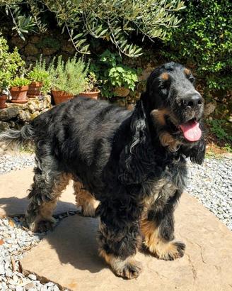 Cocker Spaniel Inglese Tricolore 5 mesi maschio