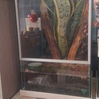 acquario teca per geco o rane Nuova!!!
