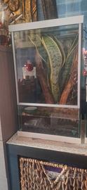 acquario teca per geco o rane Nuova!!!