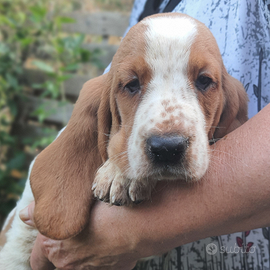Bassethound cuccioli
